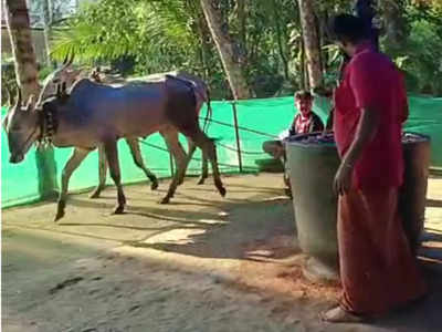 ഇവിടെയുണ്ട് കാളക്കൂറ്റൻമാർ ചക്കിലാട്ടും നാടൻ വെളിച്ചെണ്ണ; പുതു തലമുറയ്ക്ക് അന്യം, ആവശ്യക്കാരേറെ