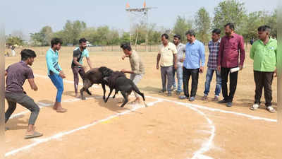 Ram Fighting-ಹೊನ್ನಾಳಿಯಲ್ಲಿ ಮೈನವಿರೇಳಿಸಿದ ಟಗರು ಕಾಳಗ: ಶಾಸಕ ರೇಣುಕಾಚಾರ್ಯ ಚಾಲನೆ