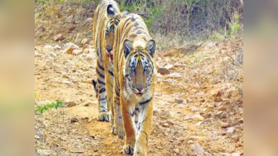 Bihar News: कैमूर अभयारण्य में बसेंगे बाघ! वन्यजीवों की गिनती कराएगी बिहार सरकार