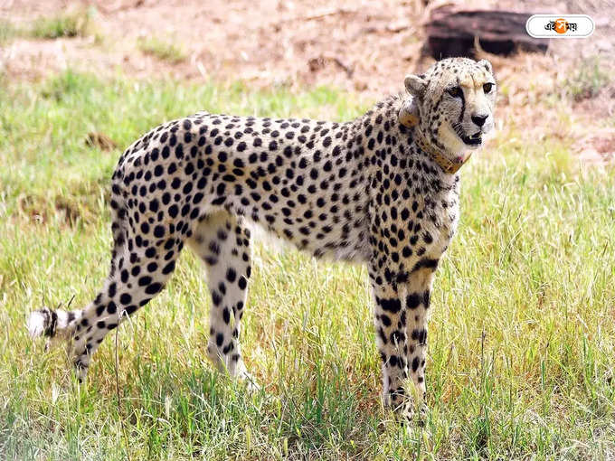 Cheetah : কুনোয় এখন চিতার ডেরা