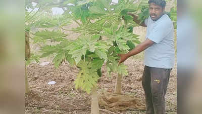 Agriculture Success Story - ಪಪ್ಪಾಯ ಬೆಳೆದು ಲಾಭ ಕಂಡ ಬೀದರ್ ರೈತ