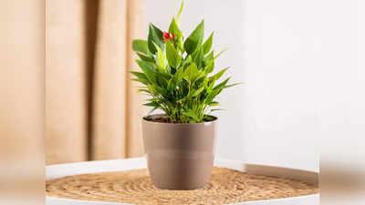 Pots For Flower घर पर फूल और छोटे पौधे लगाने के लिए रहेंगे बेस्ट, कई साइज में है उपलब्ध