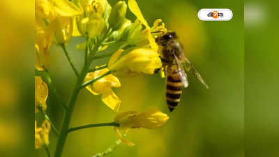 Honey Bee: আর পাওয়া যাবে না মধু? মৌমাছির মড়কে উদ্বিগ্ন পতঙ্গবিদরা