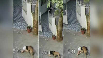 घराबाहेर खेळणाऱ्या चिमुरडीवर कुत्र्याची झडप, गालाचा चावा घेतला; भयंकर घटना CCTVमध्ये कैद