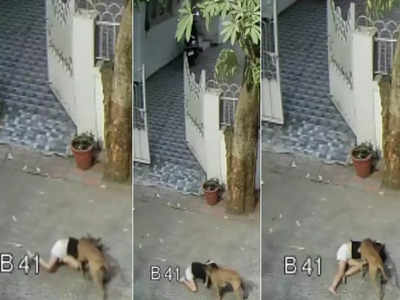 घराबाहेर खेळणाऱ्या चिमुरडीवर कुत्र्याची झडप, गालाचा चावा घेतला; भयंकर घटना CCTVमध्ये कैद