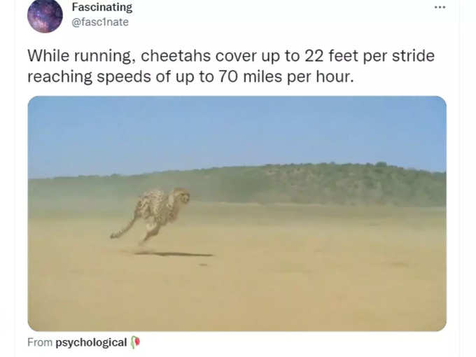 दौड़ते हुए हवा में रहता है चीता