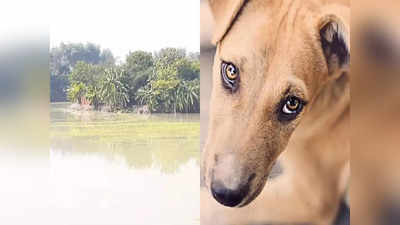 पाळीव कुत्रा चावला, संतप्त मालकिणीनं संपवलं; तलावात फेकायला गेली अन् भलताच प्रकार घडला