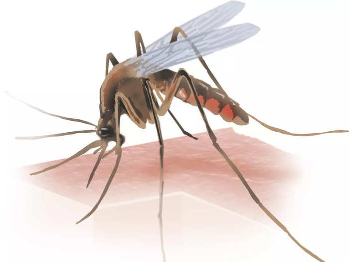 Mosquito - Standard