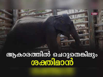  ഒടുവില്‍ അരസിരാജയെ പൂട്ടി വനംവകുപ്പ് 