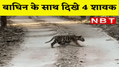 Tiger Video: पेंच टाइगर रिजर्व में पहली बार नजर आये चार बाघ शावक, टी-4 बाघिन के साथ सड़क पार करते दिखे