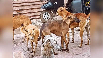 Bengaluru Stray Dogs: ಬೆಂಗಳೂರಿನಲ್ಲಿ ಬೀದಿ ನಾಯಿಗಳ ಹಾವಳಿ: ಮೂರು ವರ್ಷದಲ್ಲಿ 79,057 ಮಂದಿ ಮೇಲೆ ದಾಳಿ!