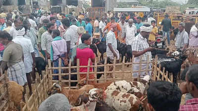 ஒரே நாளில் 5 கோடி ரூபாய்க்கு ஆடுகள் விற்பனை: பொங்கலுக்கு தயாராகும் நெல்லை!