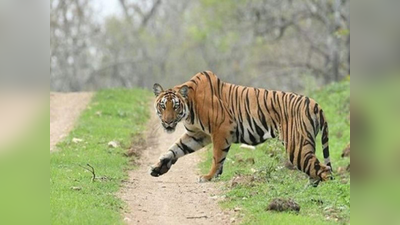 Pilibhit Tiger Attack: पीलीभीत में बाघ ने शख्स को मार डाला, गन्‍ने के खेत में मिली लाश