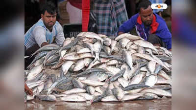 Hilsa Price : শীতেও ইলিশের জোগান এই জেলায়, দাম কত জানেন?