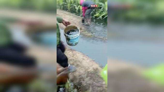 Khagaria News: खगड़िया में तेल के लिए खेत में मच गई लूट, देखिए वीडियो