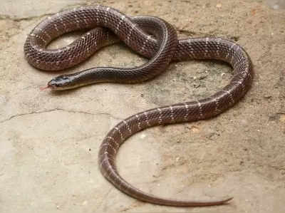 Baghpat Snake: बागपत में सांप को मारने वाले शख्स पर केस दर्ज, पुलिस कर रही तलाश