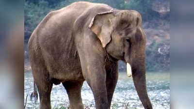 जशपुर में हाथियों का आतंक: अचानक हाथी ने किया हमला, 32 साल के युवक की मौत
