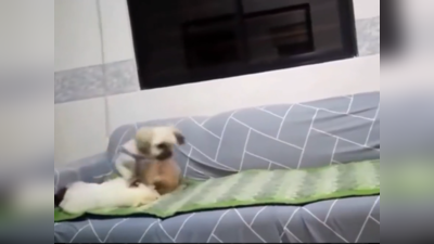 Viral Dog Cute Video: தூங்கும்போது ஏன்டா டிஸ்டர்ப் பண்ற!