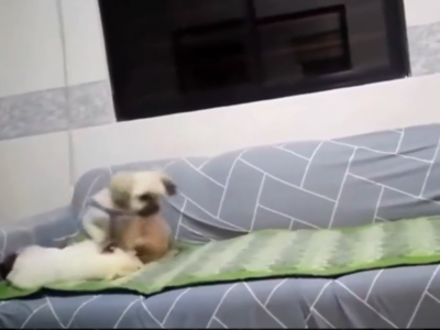 Viral Dog Cute Video: தூங்கும்போது ஏன்டா டிஸ்டர்ப் பண்ற!