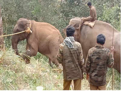 പാപ്പാത്തിയുടെയും കല്ല്യാണിയുടെയും ജീവനെടുത്ത അരസിരാജ;  കൂട്ടിലടച്ചപ്പോൾ കേരളത്തിന് പുറത്തും സന്തോഷം