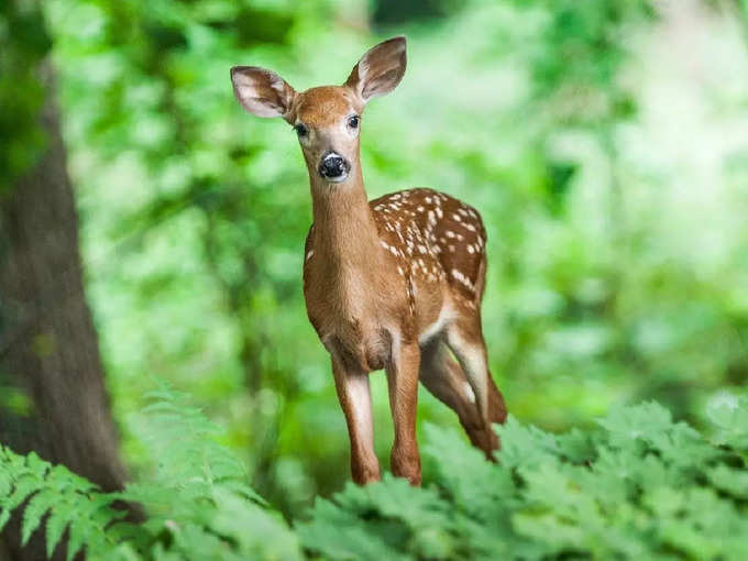 ​ತಿರುಪತಿ ಮೃಗಾಲಯ