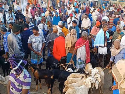 4 கோடி ரூபாய்க்கு ஆடு, மாடு விற்பனை: மகிழ்ச்சியடையாத வியாபாரிகள்!