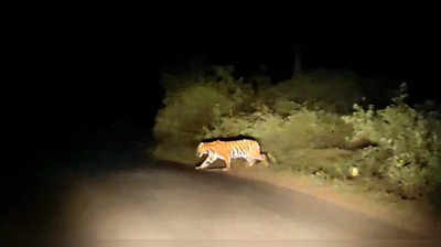 Tiger Spotted In Mysuru : ಹುಲಿ ಬಂತು ಹುಲಿ.. ಶೆಟ್ಟಹಳ್ಳಿ ಸುತ್ತಮುತ್ತ ಭಯವೋ ಭಯ