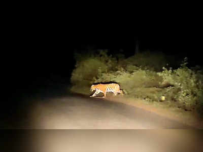 Tiger Spotted In Mysuru : ಹುಲಿ ಬಂತು ಹುಲಿ.. ಶೆಟ್ಟಹಳ್ಳಿ ಸುತ್ತಮುತ್ತ ಭಯವೋ ಭಯ