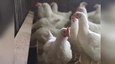 Kerala Bird Flu: केरल में फैला बर्ड फ्लू का ऐसा कहर, एक ही झटके में मर गईं 1800 मुर्गियां
