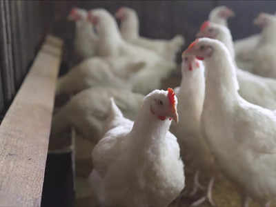 Kerala Bird Flu: केरल में फैला बर्ड फ्लू का ऐसा कहर, एक ही झटके में मर गईं 1800 मुर्गियां 