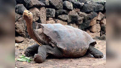 Diego Tortoise: उम्र 100 साल, वजन 80 किलो, 800 बच्‍चों का पिता... एक कछुए की लत से पूरी प्रजाति को मिला जीवनदान