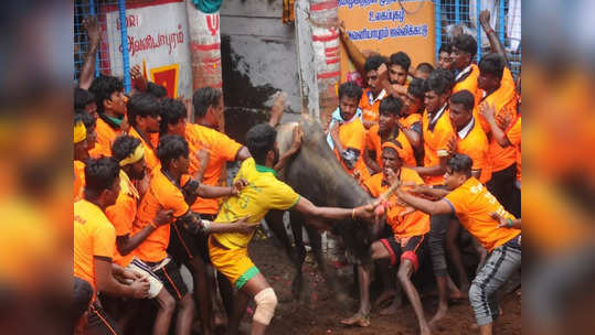 அவனியாபுரம் ஜல்லிக்கட்டை அனைத்து சமூக கிராம கமிட்டி நடத்தலாம்!