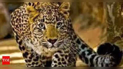 leopard sighting in bangaluru: ಬೆಂಗಳೂರು ವಿವಿ ಆವರಣದಲ್ಲಿ ಪ್ರತ್ಯಕ್ಷವಾದ ಚಿರತೆ, ವಿದ್ಯಾರ್ಥಿಗಳಲ್ಲಿ ಆತಂಕ!