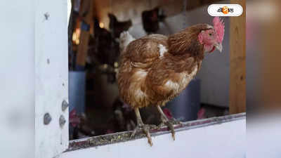 Broiler Chicken: ব্রয়লার মুরগি শরীরের পক্ষে ক্ষতিকারক? গবেষকরা বলছেন...