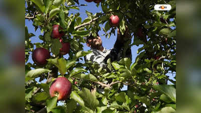 Kashmiri Apple Ber : ত্রিপুরাতেই হচ্ছে কাশ্মীরী আপেল! হাসি ফুটছে চাষির মুখে