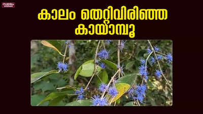 കാലം തെറ്റിയ കാലാവസ്ഥയില്‍ നേരത്തെ വിരിഞ്ഞ് കായാമ്പൂ