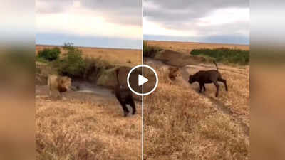 Sher Ka Viral Video : शेर से बचकर भाग रही थी भैंस, लेकिन एक गलती पड़ गई भारी