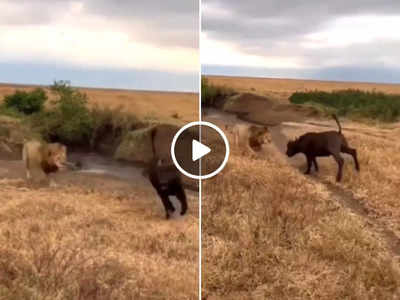 Sher Ka Viral Video : शेर से बचकर भाग रही थी भैंस, लेकिन एक गलती पड़ गई भारी