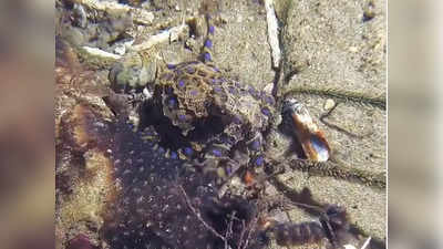 Octopus Vs Cyanide: साइनाइड से 1,000 गुना घातक है यह समुद्री जीव, नीले घेरे वाले ऑक्टोपस से कैसे सुरक्षित रहें ?