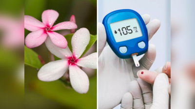 Diabetes Treatment : डायबिटिजवर जालीम उपाय आहे हे भारतीय फूल, पटापट कमी करेल Blood Sugar