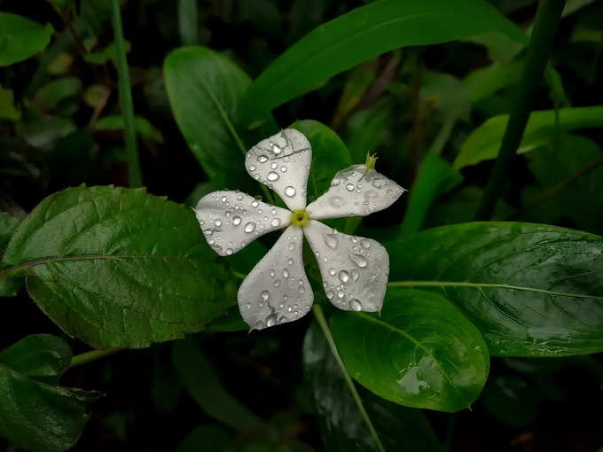 ​सदाफुलीच्या पानांचा असा करावा वापर