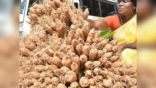 நெருங்கும் பொங்கல் பண்டிகை.. களைகட்டும் பனங்கிழங்கு விற்பனை!