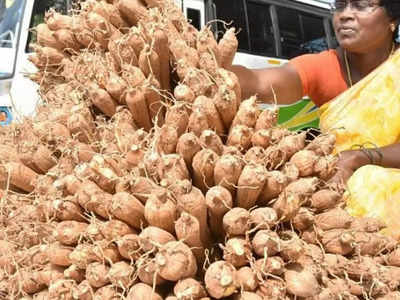 நெருங்கும் பொங்கல் பண்டிகை.. களைகட்டும் பனங்கிழங்கு விற்பனை!