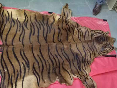 Chhindwara: टाइगर स्‍ट्राइक फोर्स ने तस्‍कर को दबोचा, बाघ की खाल और कई अंग बरामद