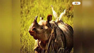 Assam Rhino : গণ্ডারের চোরা শিকার বন্ধ, এক বছরের তথ্য তুলে ধরে দাবি অসম সরকারের