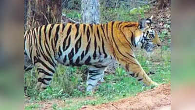 MP: पेंच नेशनल पार्क में एक और बाघ का करंट लगाकर किया शिकार, आरोपी गिरफ्तार