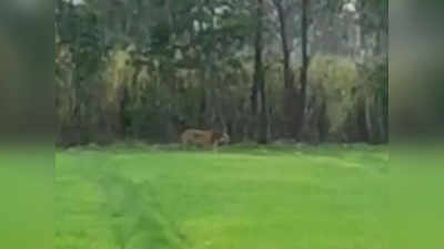 Pilibhit News: सुबह-सुबह मॉर्निंग वॉक पर निकला बाघ... वीडियो वायरल, पीलीभीत टाइगर रिजर्व के जंगल में 65 से अधिक टाइगर