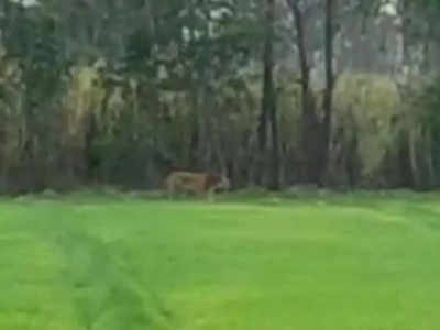 Pilibhit News: सुबह-सुबह मॉर्निंग वॉक पर निकला बाघ... वीडियो वायरल, पीलीभीत टाइगर रिजर्व के जंगल में 65 से अधिक टाइगर