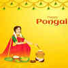 pongal wishesq