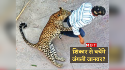 शेर, बाघ, चीता, सूअर... तो क्या भारत में जंगली जानवरों का शिकार करने की छूट दे देनी चाहिए?